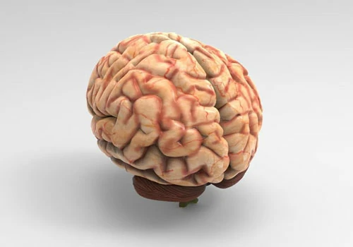 Brain 3D Model Free