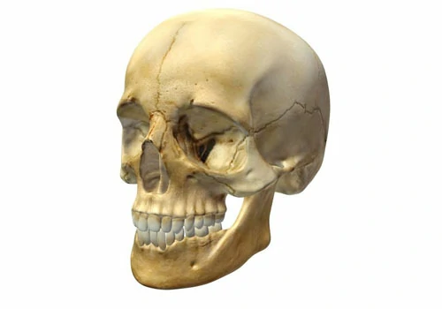 skull 3d model free